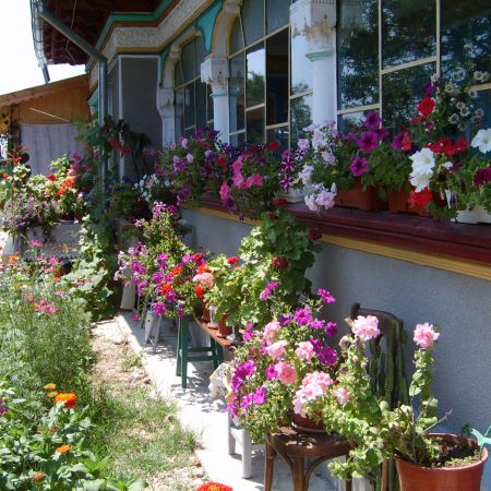 Florile de la tara!(mihaela)